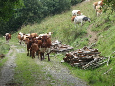Bild 14 aus  Biobauernhof 'Moar in Greith'