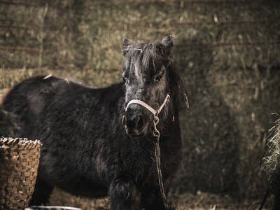 Bild 25 aus  Farm Resort Geislerhof - Private Chalets