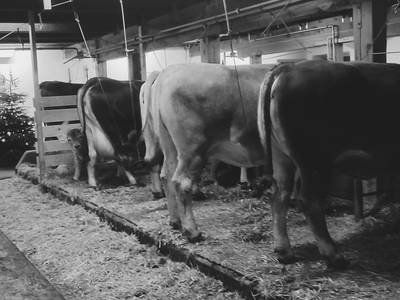 Bild 26 aus  Apartments Wiglhof