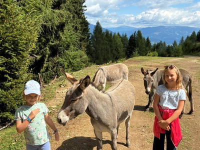 Bild 154 aus  Wallneralm