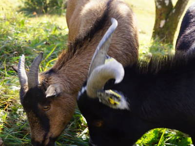 Bild 42 aus  Pfannreithof