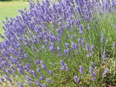 Bild 92 aus  Tobadillerhof Kinderbauernhof Pitztal Tirol