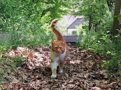 Bild 12 aus  Prechtlerhütte