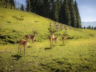 Bild 126 aus  Bachrain - Bio am Berg 
