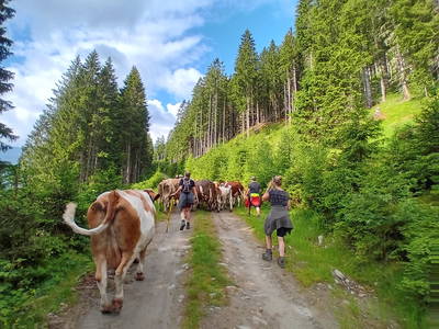 Bild 162 aus  Hoanz´nhof