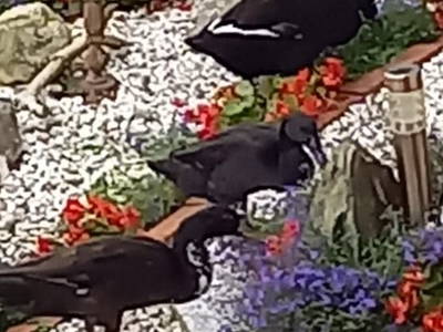 Bild 39 aus  Fötscherhof