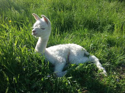 Bild 5 aus  Sweet Home Alpacas