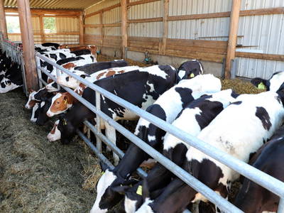 Rinderstall beim fressen