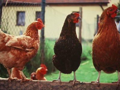 Bild 8 aus  Bio-Hof Donst