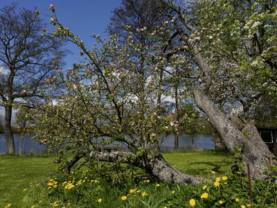 Gästewiese in voller Blüte