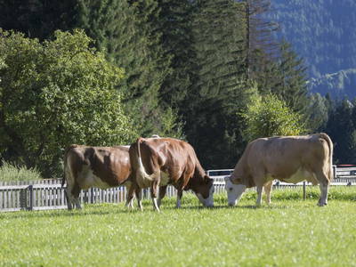 Bild 5 aus  Landhof - Familie Mairhofer