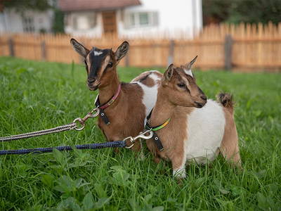 Bild 6 aus  Willmüllerhof