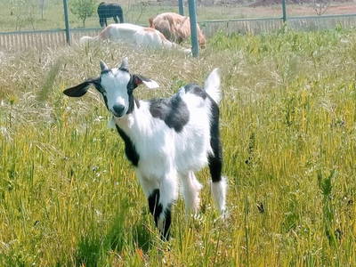 Bild 19 aus  Urlaub auf dem Lande zwischen den zwei Meeren - Apulien - Salento