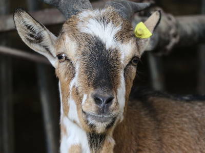 Bild 25 aus  Doasahof