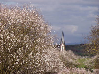 Bild 13 aus  Kaiserstühler Winzerhof Hohwieler