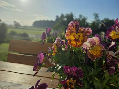 Bild 25 aus  Frankhof