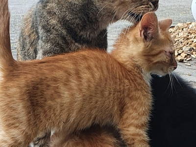 Bild 10 aus  Ferienhof Borchers