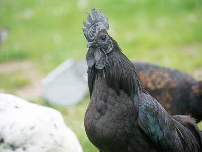 Bild 18 aus  Bauer Korl's Golchener Hof