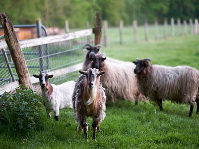 Bild 13 aus  Ferienhof Meinerdingen GbR