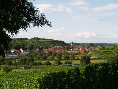 Bild 18 aus  Winzerhof Wiedemann