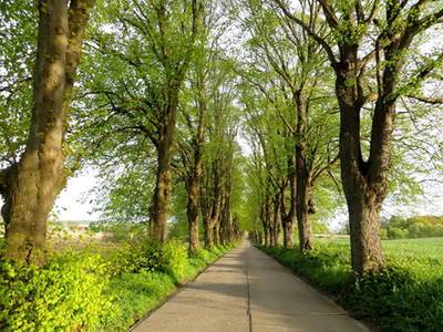 Bild 7 aus  1a Usedom Urlaub