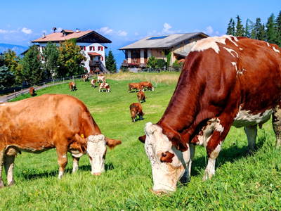 Bild 4 aus  Wastlhof  Urlaub auf dem Bauernhof