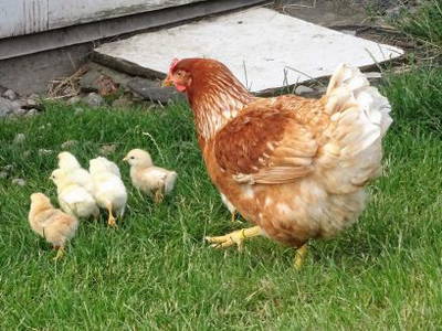 Bild 18 aus  Ferienhof Neher