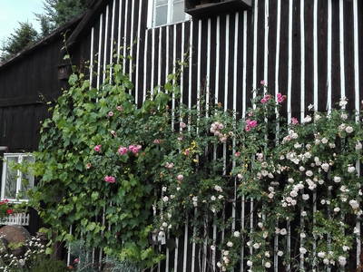 Bild 11 aus  Hof Keppel, der stromlose Urlaub