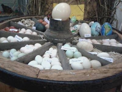 Bild 33 aus  Ferienhof Op de Warft