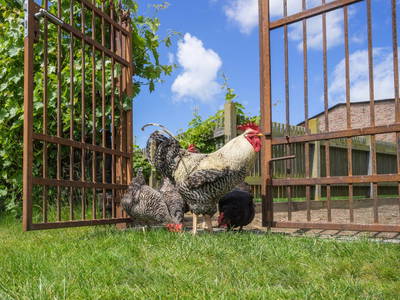 Bild 21 aus  Backsteinhus