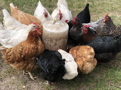 Bild 17 aus  Nordgården- Ferien auf dem Land