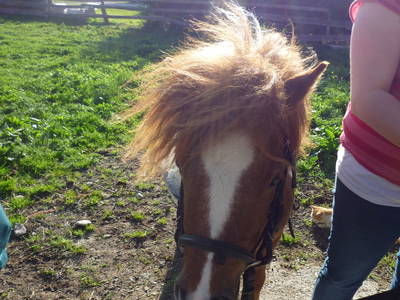 Bild 25 aus  Ferienwohnung Donebauer