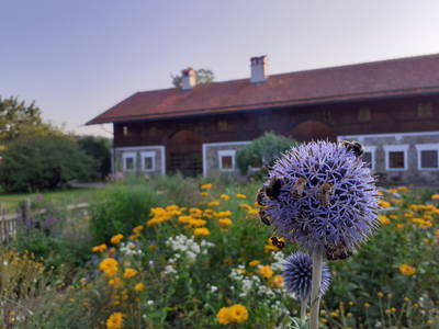 Bild 15 aus  Landhaus Au im Wald