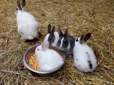 Bild 43 aus  Haberlhof