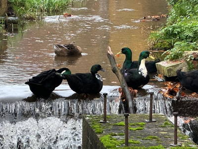 Hier wird geschnattert