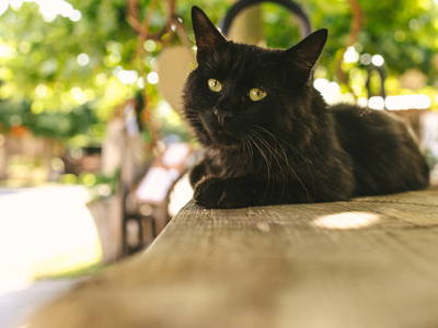 Bild 8 aus  Ferienhof Schwehr