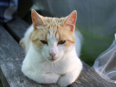 Bild 25 aus  Ommen Ferienhof