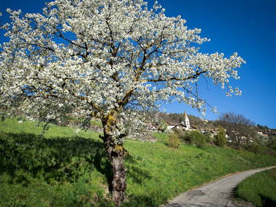 Im Frühling herrlich zum Entspannen und Ruhe genießen