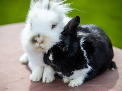 Bild 30 aus  Ferienhof Presener Deichkrone