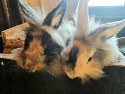 Bild 54 aus  Frankhof