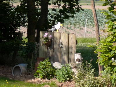 Bild 26 aus  Nordseeurlaub Söth