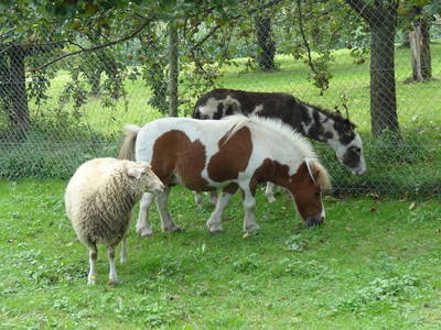 Bild 24 aus  Haus Sonnenschein