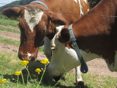 Bild 9 aus  Schweizermichelhof