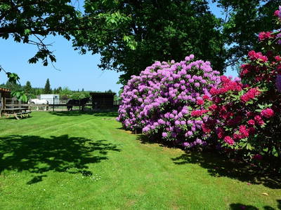Gastpferdepaddock, Blick vom Garten aus