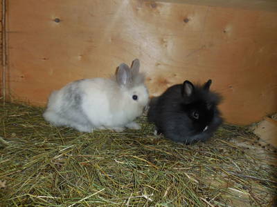 Bild 122 aus  Haus Bernardes