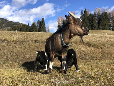 Bild 98 aus  Grossa Hütten