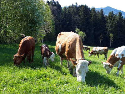 Bild 26 aus  Ferienhaus Untergrünweg