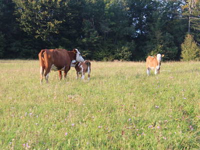 Bild 38 aus  Hirmhof