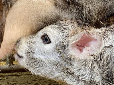 Bild 19 aus  Ederbauer