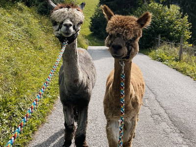 Bild 122 aus  Bachrain - Bio am Berg 